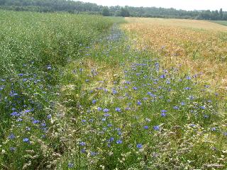 ungespritzter Feildrandstreifen mit vielen Kornblumen